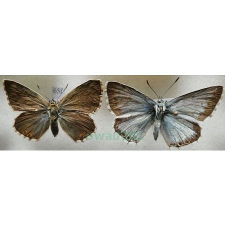 Polyommatus coridon (Poda, 1761) pair Modraszek korydon Czech65f